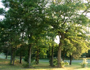 Some of the gorgeous trees we are trying to incorporate  into our house design.