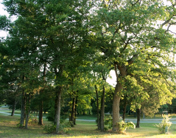 Some of the gorgeous trees we are trying to incorporate  into our house design.