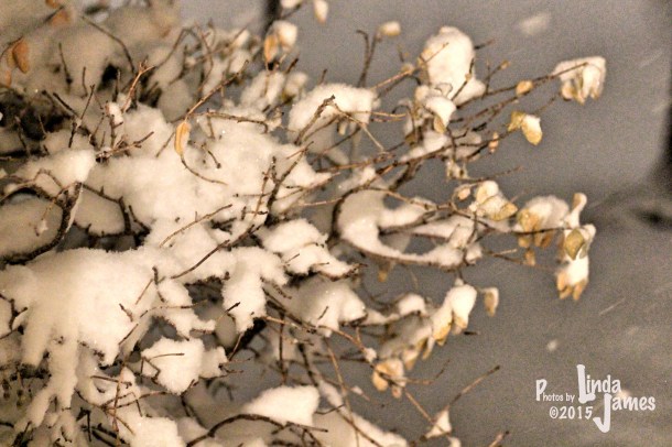 IMG_0700_Fotor_Fotor1c