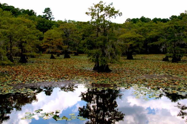 Caddo Lake e