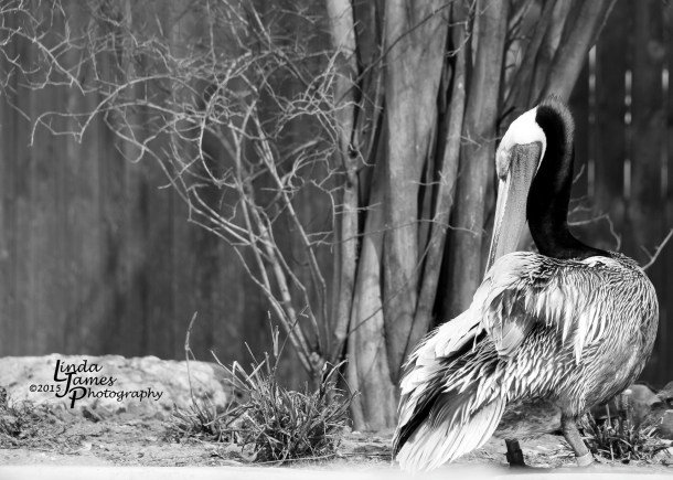 seaworld20157cgrayscale2