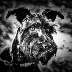 Let’s Go For A Walk – B & W&nbsp;Version