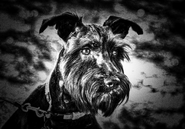 Let's_go_for_a_walk_BW_www.rainydayreflections.com_