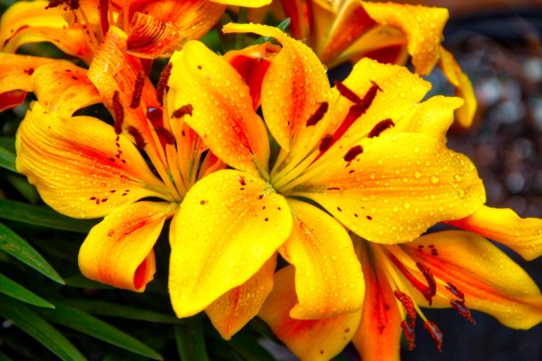 MorningLilLy_www.rainydayreflections.com