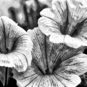 Petunias – Monochrome Madness&nbsp;Challenge