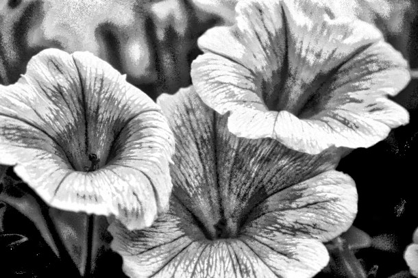 Petunias_www.rainydayreflections__