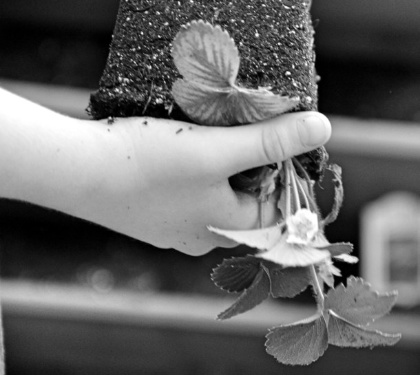 Planting_www.rainydayreflections.com__