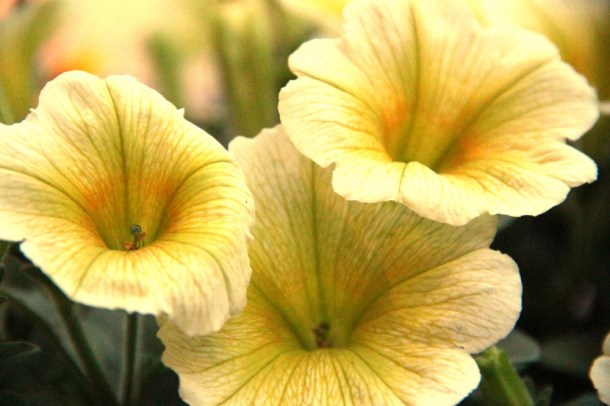 SunshinePetals_www.rainydayreflections.com