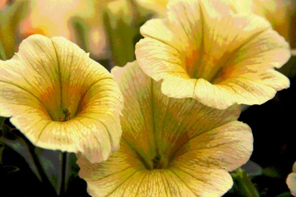 SunshinePetalsDigital_www.rainydayreflections.com