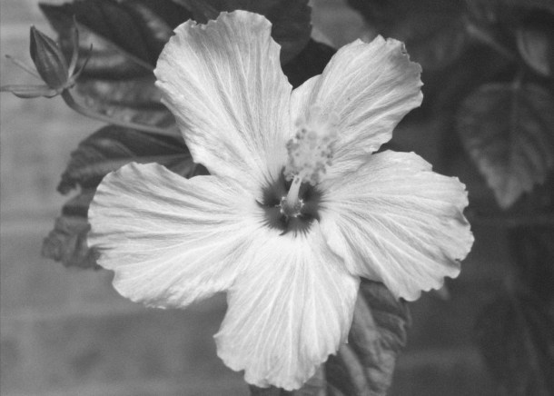 BudAndBloom_www.rainydayreflections.com_