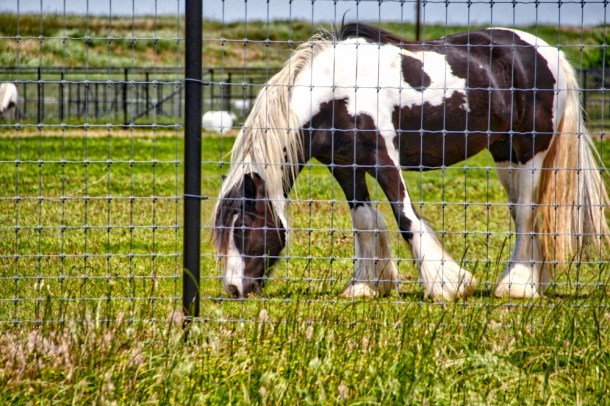 DinnerTime_www.rainydayreflections.com