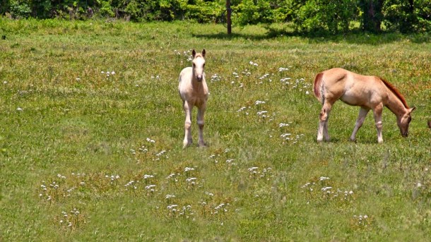 InTheField_www.rainydayreflections.com