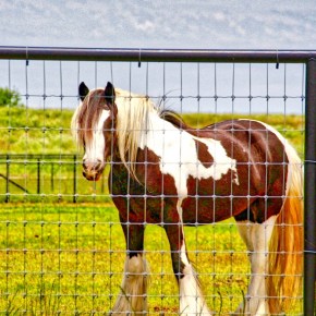 Horses Catch This City Girl’s&nbsp;Eye