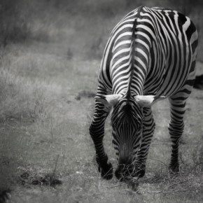 Lunch Time – Monochrome Madness&nbsp;Challenge