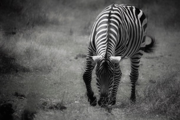 LunchTime_www.rainydayreflections.com___