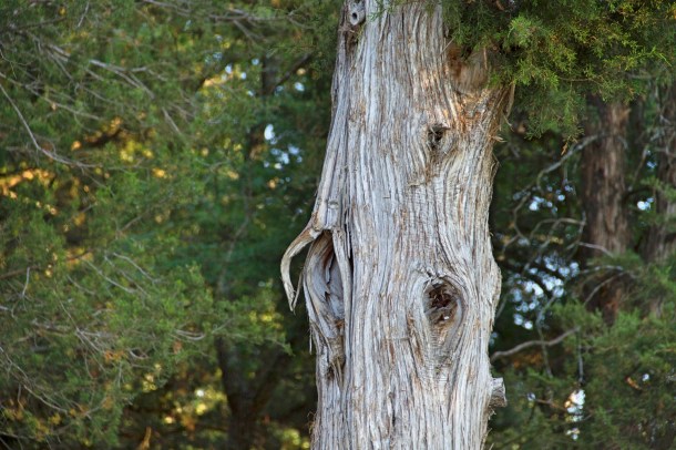 thetree_rainydayreflections