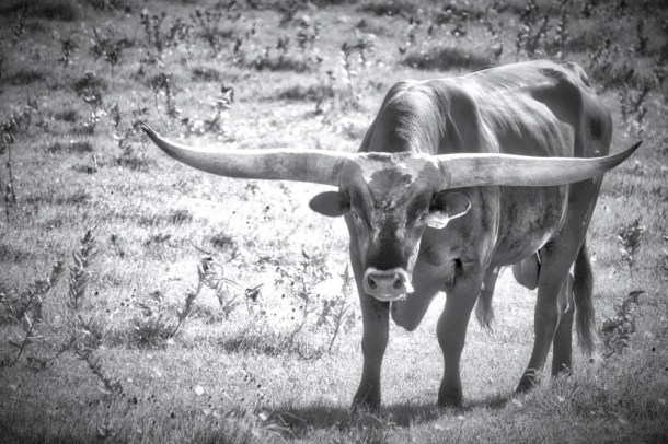 visitwithatexaslonghorn_rainydayreflections-com__