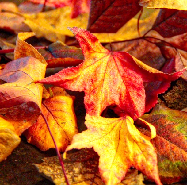 fallencolors_lindajamesphotography