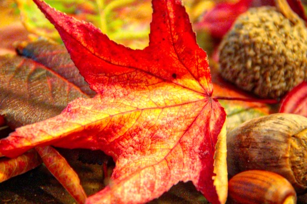 orange_lindajamesphotography