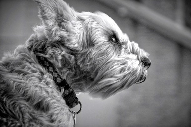 taffyinthewind_rainydayreflections_