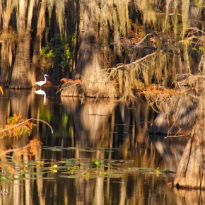 Fall at Caddo&nbsp;Lake