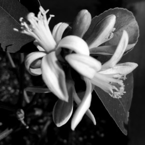 Blooms – Monochrome Madness&nbsp;Challenge