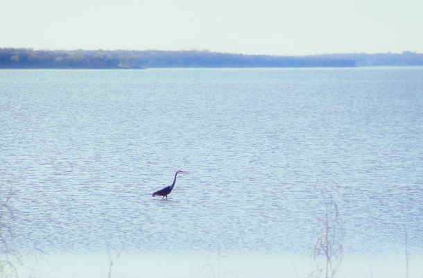 dinnertimeblues_lindajamesphotography_