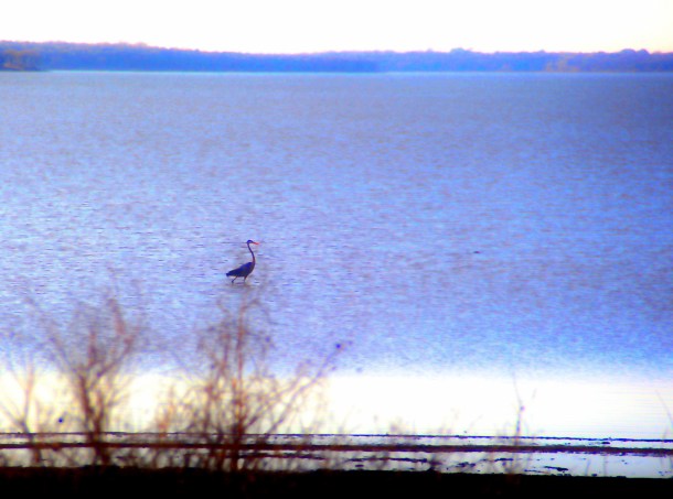 greatblueheron_lindajamesphotography_