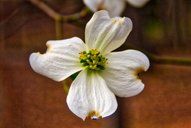 Bloom_LindaJamesPhotography