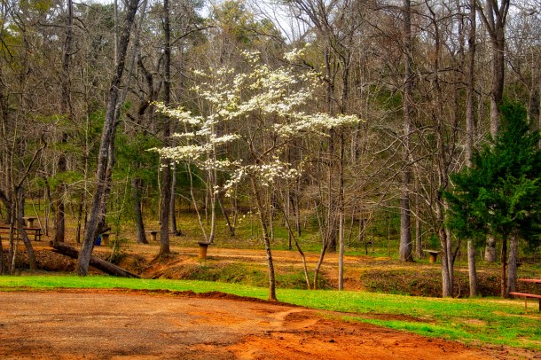 BloomsInFront_LindaJamesPhotography