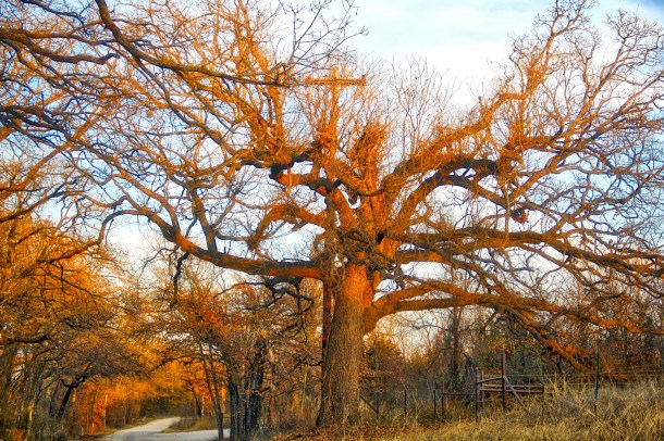 Branches_LindaJamesPhotography_
