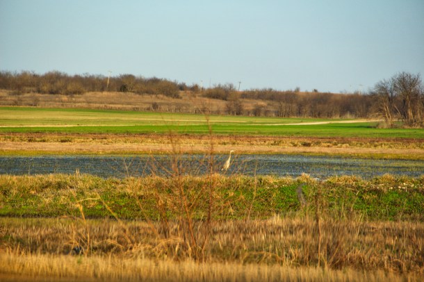 greyheron_lindajamesphotography