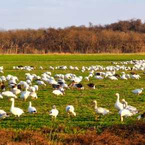Worth the Trip – Hagerman Wildlife&nbsp;Refuge