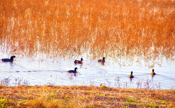 outforaswim_lindajamesphotography