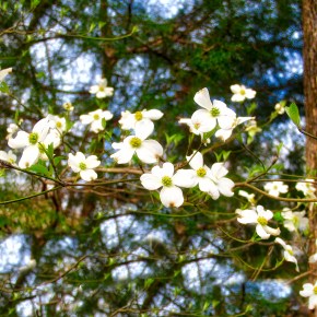 Road Trip – Davey Dogwood Park – Palestine,&nbsp;Texas