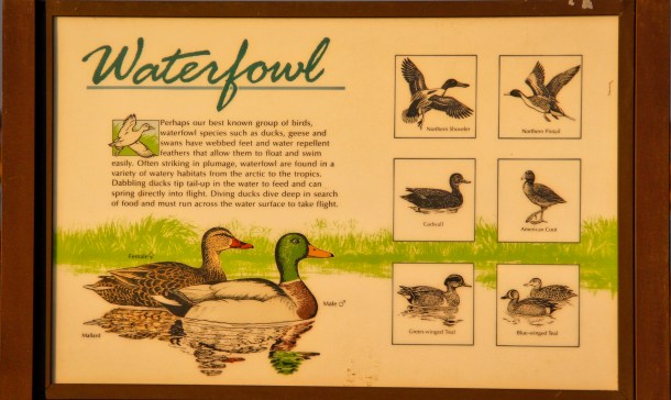 waterfowl_lindajamesphotography