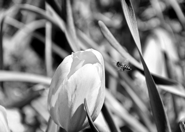 BloomsAndBeesBW_lindaJamesPhotography__