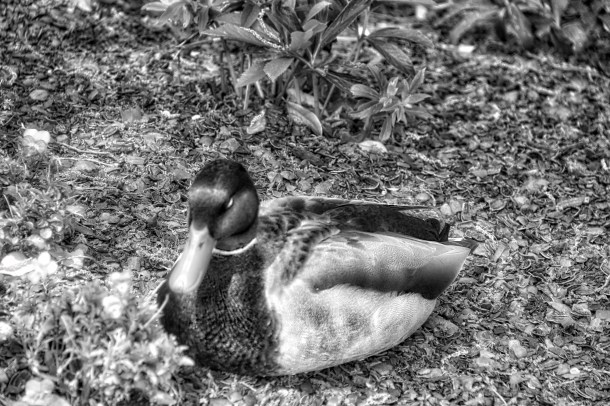 WatchingBW_LindaJamesPhotography