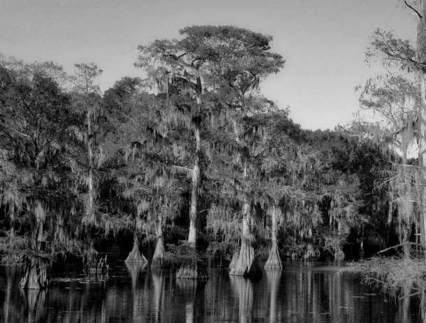 CaddoLakeBW_LindaJamesPhotography