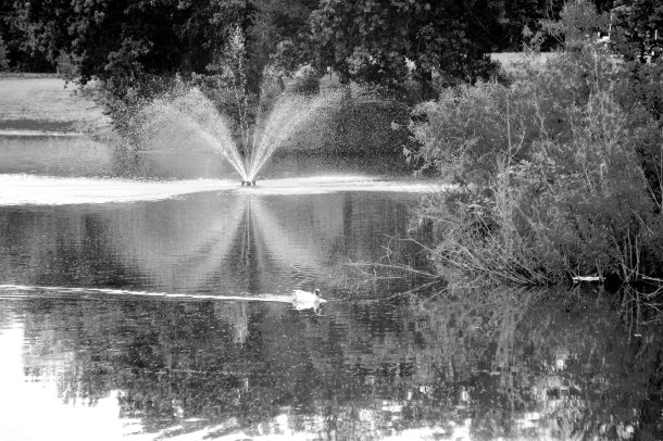 InTheWater_LindaJamesPhotography