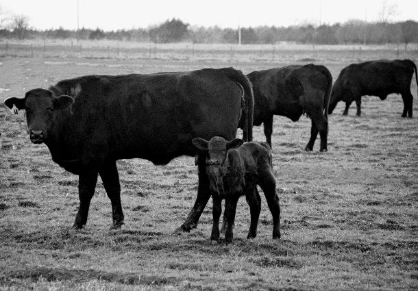 MyCalfBW_LindaJamesPhotography___