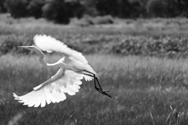 Flying_LindaJamesPhotography