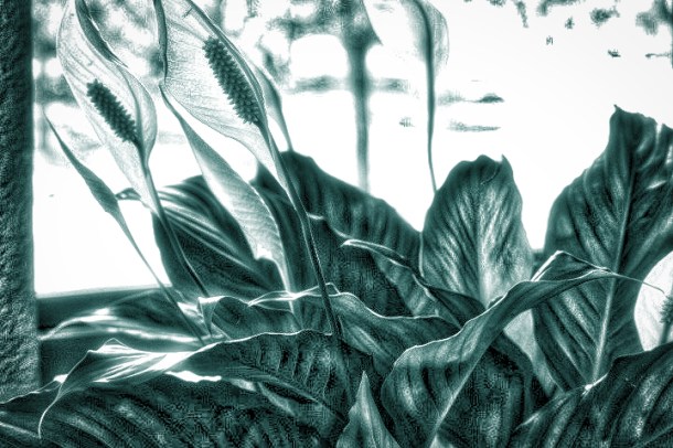 PeaceLily3_LindaJamesPhotography