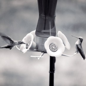 Hummingbird Party