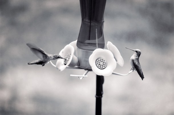 HummingbirdParty_LindaJamesPhotography