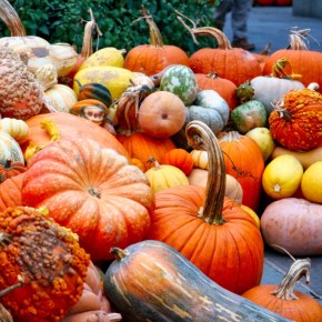 Fall Pumpkins &&nbsp;Gourds