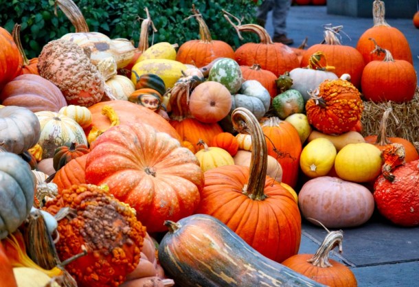 FallPumpkinsAndGourds__LindaJamesPhotography