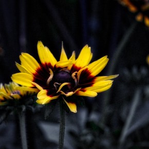 Spread Joy – Thoughtful&nbsp;Thursday