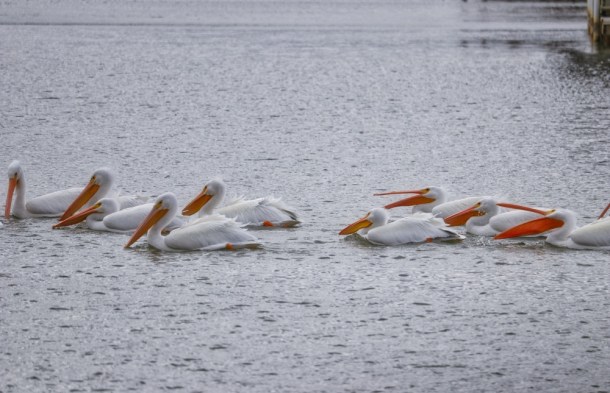 DinnerTime_LindaJamesPhotography_S