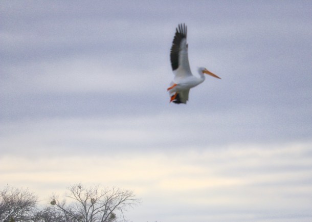 FlyingHigh_LindaJamesPhotography_s